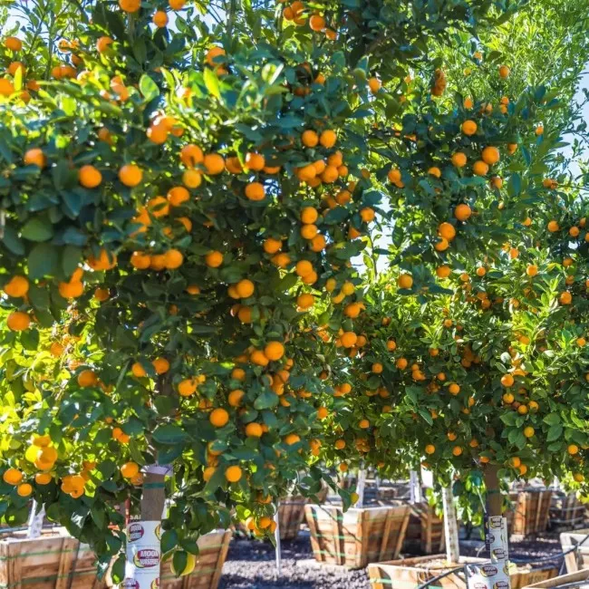 Szárított calamondin szeletek prémium légmentesen záródó tégelyben, The Botanist Garden termék