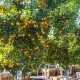Szárított calamondin szeletek prémium légmentesen záródó tégelyben, The Botanist Garden termék
