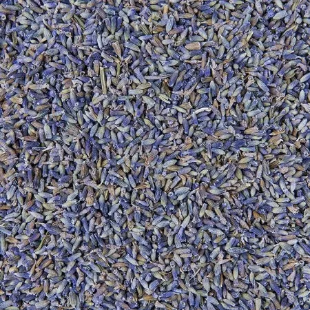 Szárított Levendulavirág (Lavandula) – The Botanist by Barshaker